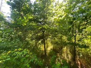 Dražba lesa, Kožichovice, 2269 m2