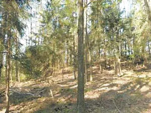 Prodej lesa, Havlíčkův Brod, 12933 m2