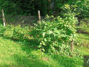 Prodej zahrady, Uherský Brod, 1078 m2