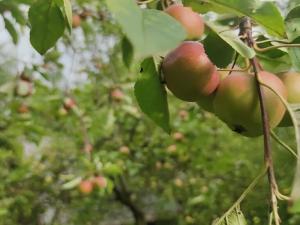 Prodej pozemku pro bydlení, Vysoké Mýto, Vinice, 1447 m2