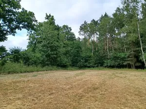 Dražba lesa, Ždírec, 1493 m2