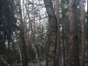 Prodej lesa, Kojčice, 1102 m2