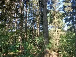Prodej lesa, Třešť, 1547 m2