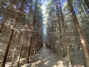 Prodej lesa, Lánov - Horní Lánov, 15996 m2