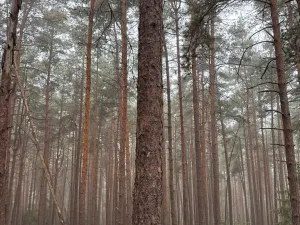 Prodej lesa, Zábrdí, 9676 m2