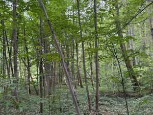 Prodej podílu lesa, Staříč, 16254 m2