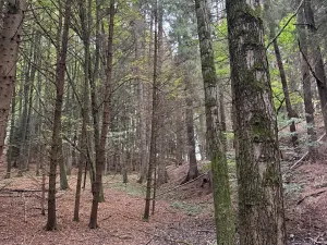 Prodej lesa, Nové Hrady, 5524 m2