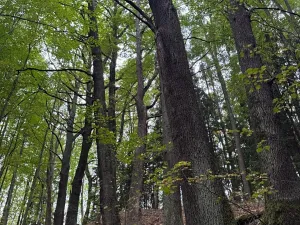 Prodej lesa, Nové Hrady, 5524 m2