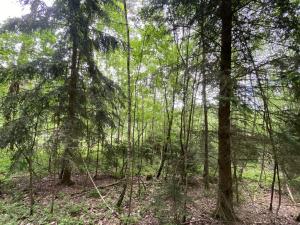 Prodej lesa, Blížejov - Lštění, 4152 m2