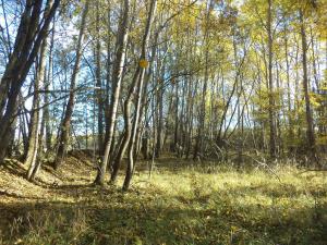 Prodej pozemku, Římov - Dolní Stropnice, 2102 m2