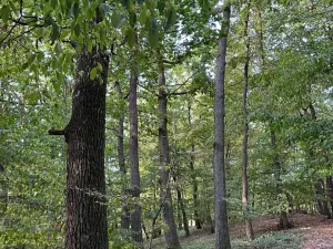 Prodej lesa, Háj ve Slezsku, 4689 m2