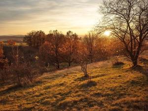 Prodej zahrady, Písek, 709 m2