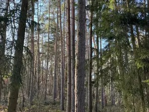 Prodej pozemku, Slabčice, 9236 m2