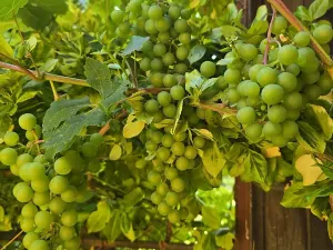 Prodej chaty, Jihlava, 17 m2