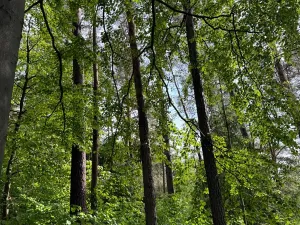 Prodej pozemku, Český Dub, 19364 m2