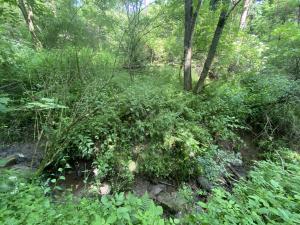 Prodej lesa, Slavičky - Pozďátky, 6551 m2