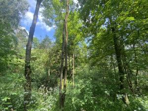 Prodej lesa, Slavičky - Pozďátky, 6551 m2