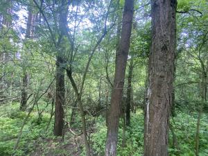 Prodej lesa, Slavičky - Pozďátky, 6551 m2