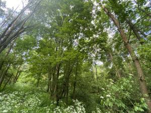 Prodej lesa, Slavičky - Pozďátky, 6551 m2