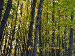 Prodej lesa, Libišany, 3737 m2