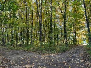 Prodej lesa, Libišany, 3737 m2