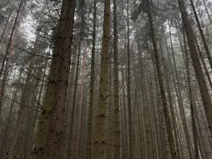 Prodej podílu lesa, Vrbice, 4173 m2