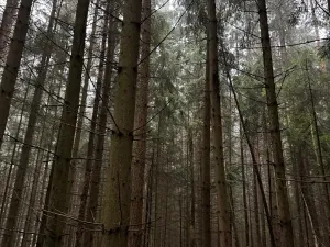 Prodej podílu lesa, Vrbice, 4173 m2