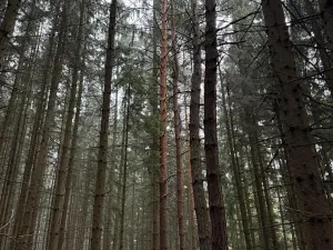 Prodej podílu lesa, Vrbice, 4173 m2