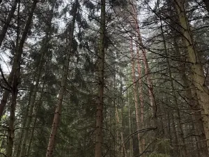 Prodej podílu lesa, Vrbice, 4173 m2