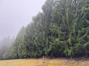 Prodej podílu lesa, Vrbice, 4173 m2