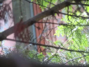 Dražba zahrady, Ústí nad Orlicí, 1390 m2