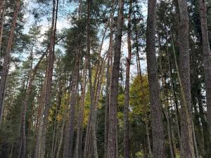 Prodej lesa, Čermná, 9742 m2