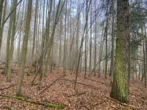 Prodej lesa, Chářovice, 4568 m2