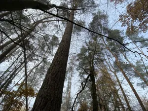 Prodej lesa, Chářovice, 4568 m2