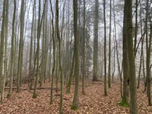 Prodej lesa, Chářovice, 4568 m2