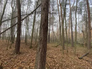 Prodej lesa, Chářovice, 4568 m2