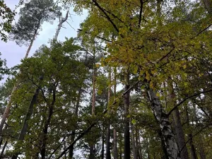 Prodej podílu lesa, Blížejov, 1818 m2