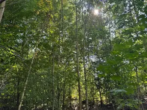 Prodej lesa, Boháňka, 3705 m2