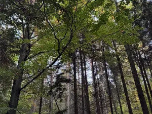 Prodej lesa, Velká Polom, 1538 m2