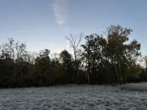 Prodej lesa, Hořiněves, 1080 m2