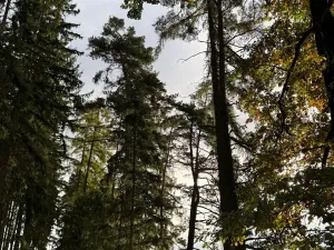 Prodej lesa, Keblov, 3400 m2