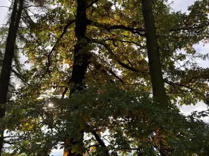 Prodej lesa, Keblov, 3400 m2