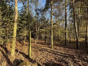 Prodej lesa, Pardubice, 8225 m2