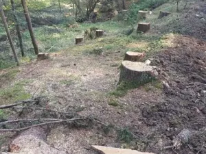 Prodej lesa, Žihobce, 802 m2