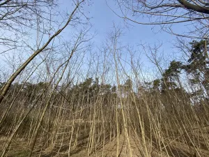 Prodej lesa, Kostelní Lhota, 9438 m2