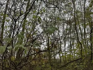 Prodej lesa, Bechlín, 10785 m2