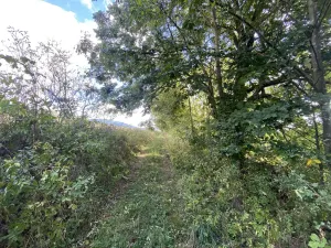 Prodej lesa, Lánov - Horní Lánov, 15278 m2