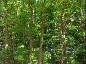 Prodej lesa, Kněždub, 671 m2