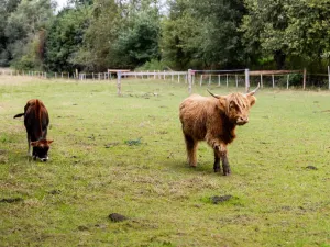 Prodej rodinného domu, Litíč, 60 m2
