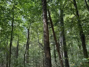 Prodej podílu lesa, Pardubice, 9649 m2